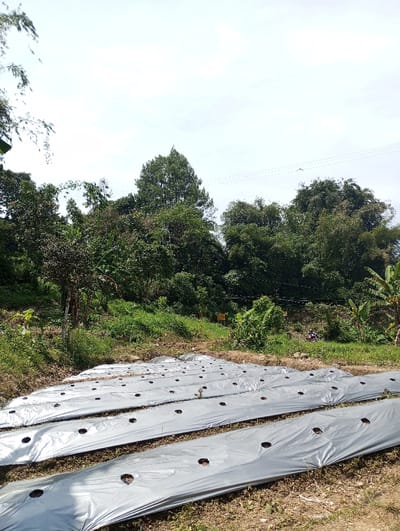 The scene depicts an agricultural field in the city of Cibeureum, Indonesia, under a bright, overcast sky. In the foreground, numerous parallel rows of silver-colored plastic agricultural mulch sheets are laid over tilled earth. Each mulch sheet features multiple uniformly spaced circular perforations. The immediate ground between and around these mulched rows consists of exposed brown soil with sparse green vegetation.
The midground transitions into a gently rising slope densely covered with varied green foliage, including broadleaf trees and shrubs. A narrow, unpaved path is visible ascending the slope towards the center-right. Partially obscured by the vegetation on the slope, a single individual is discernible astride a red and white motor vehicle, likely a motorcycle, positioned towards the right side of the path.
The background is dominated by a thick canopy of tall trees forming a dense forest or woodland. A prominent, tall coniferous-shaped tree stands out against the sky near the center-left of the treeline. Horizontal power lines with multiple strands stretch across the upper right portion of the image, above the tree canopy.