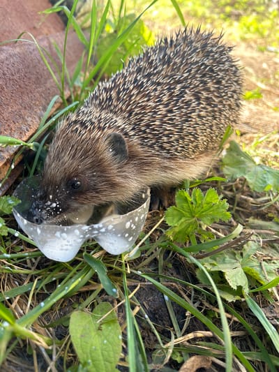 A close-up, eye-level outdoor shot captures a hedgehog foraging in the grass. The hedgehog, facing left, is partially obscured by a white plastic egg carton cup, which appears to contain a white substance, possibly milk or yogurt, evidenced by splashes on the hedgehog's snout and the surrounding vegetation. The hedgehog's body is covered in characteristic quills, and its eye is dark and beady. The environment is grassy with some dry leaves and dirt on the ground, suggesting a natural setting. In the background, a rusty metal object is visible, partially covered by grass. The lighting suggests it is daytime, with sunlight illuminating the scene. The hedgehog is the central subject, actively engaged in consuming the substance from the cup. The image is sharpest on the hedgehog's head and face. The location is identified as Novomullakaevo, Russia.