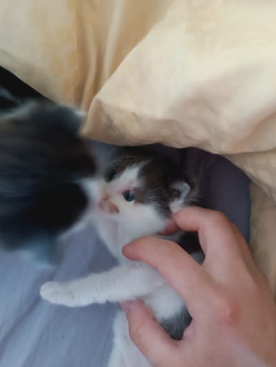 A close-up, low-angle shot shows a black and white kitten being petted by a person's hand. The kitten's face, with its blue eyes, pink nose, and white fur with black markings, is in focus. A portion of the kitten's black and white body and a paw are also visible. The person's hand, with light skin, is gently holding the kitten. They appear to be on a bed, with a crumpled, beige blanket and a dark blue pillow or mattress visible in the background. The scene is indoors. There is no information in the image to suggest it is located in Hlobyne, Ukraine.
