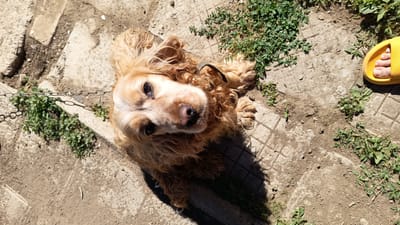 In an outdoor urban setting, a light brown, curly-haired dog, likely a cocker spaniel, is lying on a cracked concrete ground. The dog is looking directly up at the camera. A yellow sandal is visible in the upper right corner of the image, with a person's bare foot inside. Green weeds are growing in patches between the concrete slabs. A metal chain, possibly a leash, is visible in the lower left quadrant of the image, partially obscured by the dog. The ground is dry and appears to be a pathway or courtyard. The scene is lit by bright sunlight, casting shadows on the ground.