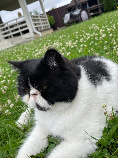 A black and white cat is lying in a grassy field with clover flowers. The cat is facing to the left, with its eyes partially closed. The background shows a wooden fence and a building. The location is the city of Solov'evka, Russia.