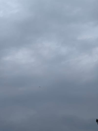 The scene depicts an expansive view of a uniformly overcast sky over Dubki, Russia. The sky is dominated by shades of grey, indicating a heavily clouded condition with diffused ambient lighting. A single, small, dark silhouette, consistent with a bird in flight or a distant aircraft, is observed in the lower-middle quadrant of the frame. In the extreme bottom-right corner, a partial view of dark, indistinct foliage, likely representing the canopy of a tree, is visible. No human subjects, man-made structures beyond the implied ground line, or specific actions other than the object in flight are present.