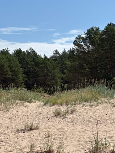 The image depicts a sandy beach with sparse vegetation in the foreground, leading to a dense pine forest in the background. The sky above is blue with a few wispy white clouds. The scene is located in Kalngale, Latvia, a coastal area known for its sandy beaches and pine forests. The sand shows subtle ripples from wind or water, with small tufts of dry grass and a few scattered twigs. Beyond the sand, taller grasses and reeds grow in clumps, transitioning into the dark green expanse of the pine trees. The sunlight suggests it is daytime.