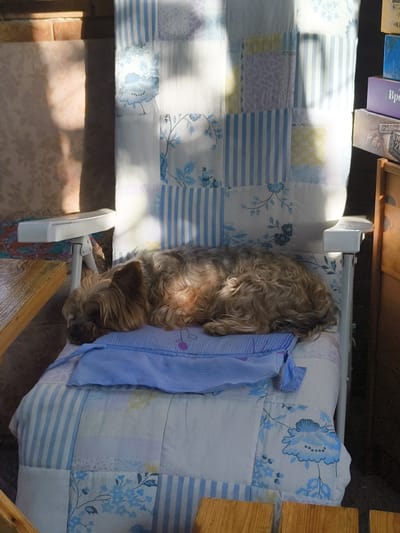 A light brown, shaggy dog is sleeping on a blue cushion placed on a patched quilt. The quilt covers a chair that has white armrests and legs. The dog is curled up on its side, with its head resting on the cushion. The quilt has a pattern of blue and white stripes, as well as squares with blue floral designs and pastel-colored patterns. The scene appears to be indoors, possibly on a porch or in a room with a window, as sunlight is casting shadows and illuminating parts of the quilt and chair. The background shows a brick wall and a wooden surface. The location is identified as Востец Снт, Russia.