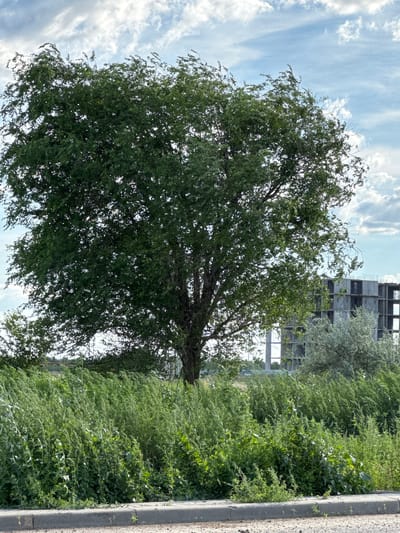 This image depicts an outdoor scene featuring a large, leafy green tree in the foreground, dominating the left half of the frame. Behind the tree, to the right, is a partially constructed building with a concrete frame and visible windows. A dense area of green vegetation, possibly wild grasses and shrubs, occupies the mid-ground and foreground, extending from the base of the tree and partially obscuring the construction site. A concrete curb and pavement are visible in the bottom portion of the image, suggesting a roadside or public area. The sky above is blue with scattered white clouds. The scene appears to be located in the city of Zaşağan, Kazakhstan, as indicated by the provided context, though no specific landmarks within Zaşağan are discernible from the image itself. There are no people or animals visible in the frame. The overall impression is of a natural landscape juxtaposed with ongoing construction.
