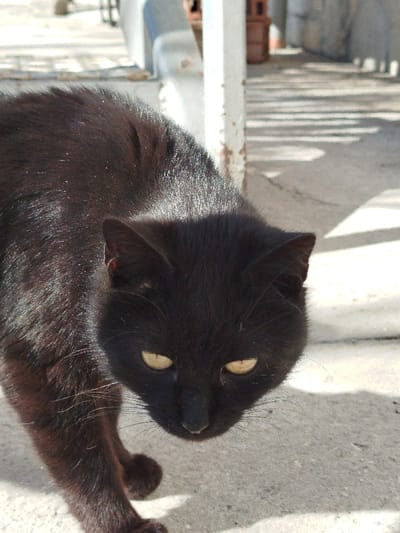 The image displays a black domestic cat situated outdoors in Klenovik, Bulgaria. The cat occupies the foreground, positioned with its head slightly lowered and its prominent yellow eyes directed towards the viewer. Its dark fur exhibits sunlit reflections across its back and shoulders, hinting at subtle reddish-brown undertones. The animal's whiskers are visible. The ground surface is light-colored and appears to be concrete or pavement, marked by distinct, elongated striped shadows indicative of an overhead structure under bright sunlight. In the mid-ground, a weathered white vertical column, showing signs of rust or degradation at its base, is present. Indistinct light-colored architectural elements and a reddish-brown object are discernible in the background.