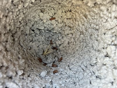 The image shows a close-up, overhead view looking down into a roughly cylindrical, textured, light-colored object. The interior walls of the object appear to be made of a rough, porous material, possibly a type of insulation or construction material. Scattered within this cavity are several small, dark brown, oval-shaped objects that resemble droppings. A few blades of dry grass or straw are also visible amongst the droppings. The lighting suggests an outdoor environment, with sunlight casting subtle shadows. The location of Yangibazar, Uzbekistan, is not visually represented in the image.
