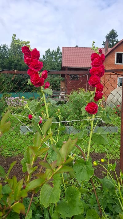 This is an eye-level, medium shot of a garden in Орбита Снт (терпигорьево), Russia. In the foreground, two tall stalks of bright red hollyhocks, each with multiple layers of ruffled petals, are prominently featured. The hollyhocks are wet, suggesting recent rain. They are supported by white twine and are partially obscured by the blurred green leaves of a plant in the very front.

Behind the hollyhocks, a wire mesh fence runs horizontally across the image. Beyond the fence, a lush green garden is visible, with a variety of plants and some unidentifiable pink flowers. In the background, there are two buildings. The one on the left is a smaller, older wooden structure with a red tiled roof, partially visible behind trees. To the right, a larger brick house with a red tiled roof and an open, dark window is situated. The sky above is overcast with white and grey clouds. The overall impression is of a vibrant, rural garden scene.