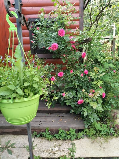 This is a medium-shot, eye-level, outdoor photograph taken in the Авиатор Снт, Russia. The scene features a vibrant bush of pink roses growing next to a rustic wooden structure, possibly a house or shed with red-painted clapboard walls and a dark-trimmed window. In the foreground, a bright green hanging planter is suspended from a dark metal pole, filled with various green plants and small blue flowers. Wooden steps lead up to the structure, with greenery and fallen leaves scattered around the base. The overall atmosphere suggests a warm, sunny day in a garden setting. The image includes text overlay in the bottom right corner: "realme 12 22 июня 2024 г.в 18:27".