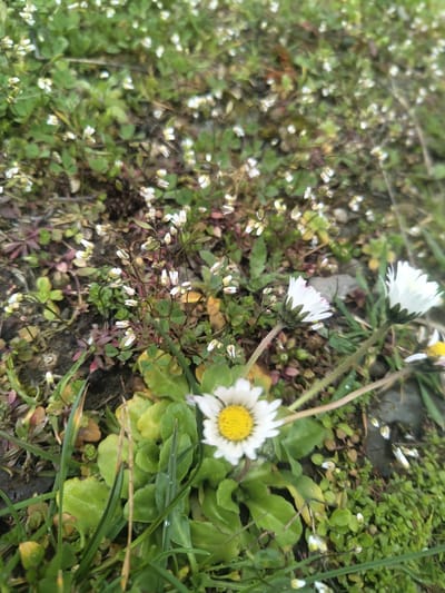 A close-up, ground-level photograph depicts a densely vegetated patch of ground in Bojevtsi, Bulgaria. The primary subjects are three white daisy-like flowers (*Bellis perennis*). One daisy, positioned slightly left of center in the foreground, is in sharp focus, displaying white ray petals surrounding a bright yellow disc. To its right, a second daisy is partially visible and out of focus. A third daisy, also out of focus, appears in the upper right quadrant. The ground is extensively covered with various small green plants, including numerous tiny white flowers, consistent with hairy bittercress (*Cardamine hirsuta*), and broad-leaved rosettes. Scattered blades of green grass are present, some exhibiting small water droplets. The underlying substrate appears to be dark, moist soil with occasional small stones and reddish-brown plant matter. The background consists of similar out-of-focus vegetation, forming a shallow depth of field. No human presence or activity is depicted.