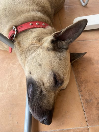 A medium shot, taken from a high angle, shows a tan dog sleeping on a tiled floor. The dog is lying on its right side with its head turned to the right, its eyes closed. It wears a red collar with silver studs. The floor is made of terracotta-colored tiles with visible grout lines. To the left of the dog, a portion of a white object and a metal chair leg are visible. In the foreground, a silver metal bar runs horizontally across the frame, partially obscuring the dog's snout and collar. The lighting suggests it is daytime, possibly outdoors due to the tiles commonly used in patios or outdoor spaces in Spain. The dog appears relaxed and at peace. There is no visible text in the image.