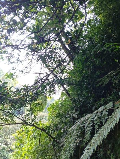 The image depicts a dense natural landscape within Soibada, East Timor, captured from a low angle looking upwards into a forest canopy. The scene is dominated by various shades of green foliage, including numerous tree branches, many covered with leaves, and large, textured fern fronds visible prominently in the lower and mid-right portions of the frame. Scattered patches of a bright, diffused sky are visible through the gaps in the upper tree cover, indicating an outdoor, daytime setting with overcast or filtered sunlight. No human subjects, animals, or man-made structures are present within the frame.