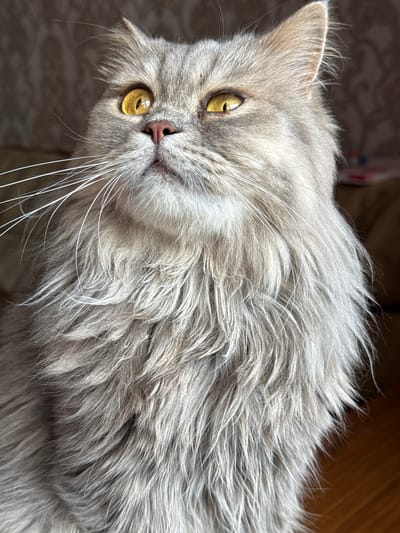 A close-up, low-angle, vertical shot focuses on the head and chest of a long-haired, gray cat. The cat's large, golden eyes are looking upward and to its left. Its pink nose is slightly upturned, and its white whiskers are prominent. The cat's fur is thick and appears somewhat disheveled, with individual strands of gray and white fur visible. The background is softly blurred, with hints of a textured surface on the left and a warm, wooden surface on the right. There is no information about the city of Raivka, Ukraine, in this image.