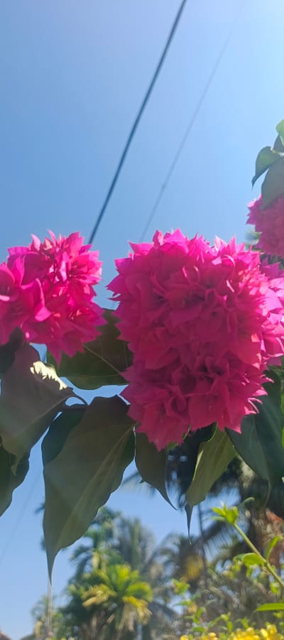 This is a vertical, medium-shot, eye-level, outdoor photograph taken on a bright, clear day in Pulodrienbeukah, Indonesia. The image features two large, vibrant pink bougainvillea flowers in the foreground, filling the majority of the frame. The flowers are densely packed with ruffled petals and appear to be in full bloom, backlit by the sun. Two large, dark green leaves are visible below and to the left of the flowers, with a third leaf partially visible in the upper right corner.
Above the flowers, the bright blue sky is visible, with two dark, thin power lines running diagonally across it. The power lines appear to be for electricity or telecommunications. In the background, out of focus, are the tops of palm trees and other green foliage, suggesting a tropical or subtropical environment. There are no people or animals visible in the frame. The overall impression is one of lush, tropical flora against a clear sky, with man-made elements of power lines intruding into the natural scene.