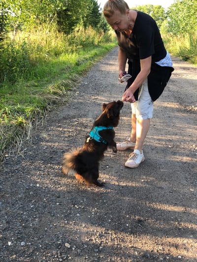 The image depicts a woman and a dog on a gravel path, surrounded by lush green vegetation. The woman, with blonde hair tied back, is wearing a black t-shirt and white shorts with a decorative waistband. She is bending down, extending her hand towards the dog, offering it a treat. The dog, a small, dark-furred breed, is standing on its hind legs, looking up at the woman and reaching for the treat. It is wearing a bright turquoise harness. The path appears to be a rural or park-like setting, with trees and tall grass lining the sides. The sunlight suggests it is either early morning or late afternoon, casting long shadows across the path. The location is not specified within the image itself.