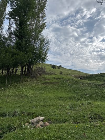 This is a ground-level, medium shot photograph of a grassy hillside in Kashka-Suu, Kyrgyzstan, under a cloudy sky. In the foreground, a patch of green grass contains several rocks, including a large, flat concrete-like object. A single yellow flower is visible among the grass. To the left, a cluster of tall, slender trees with dark green foliage forms a dense line. Behind the trees, a rustic fence made of branches is partially visible. The hillside slopes upwards and to the right, covered in green grass with scattered rocks and some taller, lighter-colored grasses. Further up the hill, a dark, circular object, possibly a pipe or culvert, is visible in a shallow ditch. The sky is filled with a mix of white and gray clouds. There are no people or animals in the image.