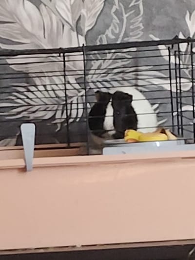 A black and white guinea pig is in a cage. The cage is made of black metal bars. In front of the guinea pig is a yellow food dish. The background is a wall with a floral pattern. A pink base is visible below the cage.