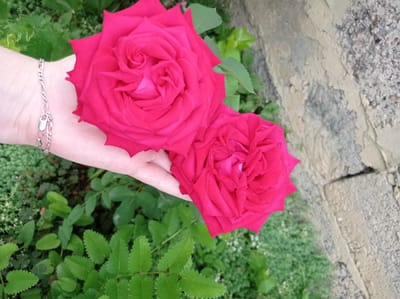 In Kubanskiy, Russia, a hand wearing a silver chain bracelet gently holds two vibrant red roses. The roses are in full bloom, with layered petals displaying intricate detail. The background is a lush garden with various green foliage, and a rough-textured concrete wall runs diagonally across the right side of the image. The scene appears to be an outdoor setting.