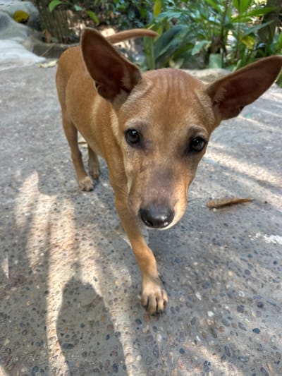 A young, short-haired, light brown dog with large, erect ears stands on a concrete surface speckled with small pebbles. The dog is facing the camera, with its head tilted slightly. Sunlight casts shadows on the ground, creating a dappled effect. In the background, lush green foliage suggests an outdoor setting, possibly in a tropical environment. A dry, brown leaf lies on the ground near the dog. The scene appears to be captured in Khlong Thom Nuea, Thailand, given the characteristic tropical vegetation and possibly the architectural style of the surroundings, though this is not explicitly shown. The dog's expression is alert and curious.