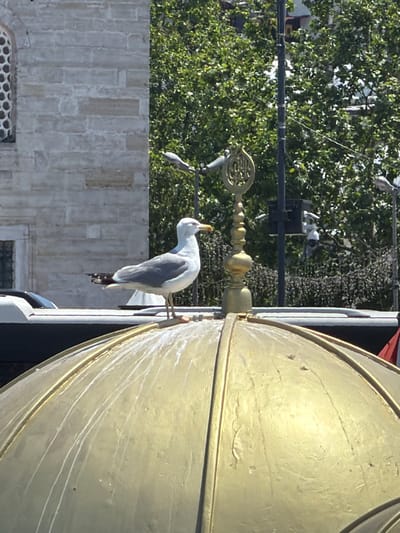 A seagull stands on a golden dome in Fatih, Turkey. The bird is facing right, with its head turned slightly upwards. The dome is partially covered in white streaks, possibly bird droppings. In the background, a stone building with a circular, patterned window is visible. Trees with dense green foliage fill the upper portion of the image, and a black lamppost with security cameras is also present. A dark vehicle is partially visible in the lower left corner. The overall scene suggests an outdoor urban environment, possibly a historical or religious site.
