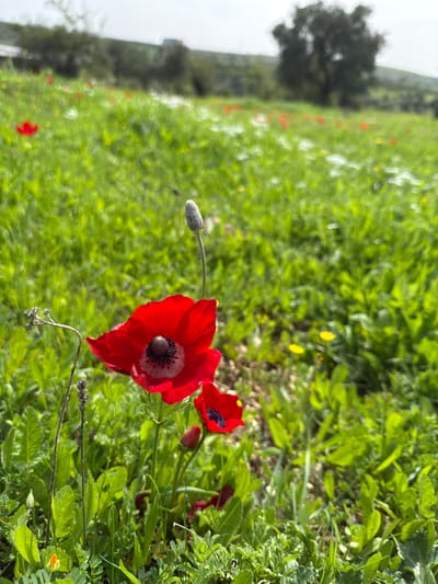 The scene captures a natural landscape in Modiin-Maccabim-Reut, Israel. The foreground features a sharply focused, vibrant red Anemone coronaria flower with a dark purple-black center encircled by a white band. A second, smaller red anemone is partially visible to the right and slightly behind the primary flower. Immediately behind the main anemone, a slender stem terminates in a closed, grayish-white flower bud. Dense green foliage, comprising broad leaves and various grasses, surrounds these prominent flora. The midground expands into a verdant green field, extensively dotted with numerous red anemones, smaller yellow wildflowers, and some white wildflowers, receding into the distance. The background displays a blurred, undulating terrain, dominated by a large, dark green tree on a distant hill, set against a light grey, overcast sky. No human subjects or anthropogenic structures are present.