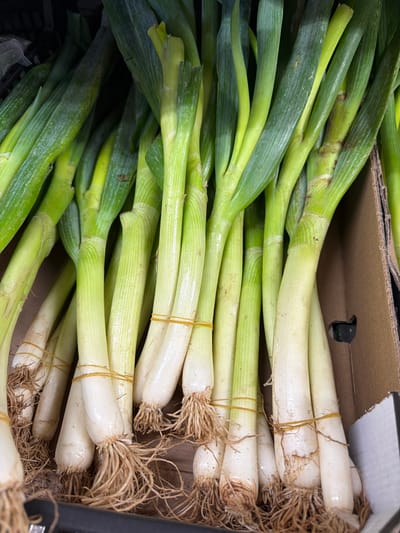 A high-angle, close-up shot shows a box filled with fresh green onions, presumably taken at a market in Kadima-Zoran, Israel. The onions are arranged in bundles, with the green leafy tops on the left and the white bulbs with attached roots on the right. Thin yellow rubber bands secure the bundles. The cardboard box edges are partially visible around the perimeter.