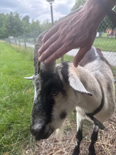 In Kreuzlingen, Switzerland, a person's hand is gently stroking the head of a goat. The goat, with black and white markings and curved horns, is facing left. It wears a dark collar. The background shows a grassy area, trees, and a fence, indicating an outdoor enclosure. The sky is overcast.
