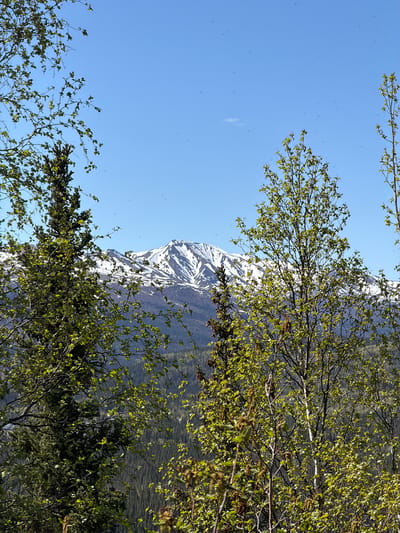 This image captures a vibrant natural landscape, likely in Denali National Park and Preserve, United States, during spring or early summer. The foreground is dominated by several deciduous trees showcasing an abundance of fresh, bright green leaves, indicating new seasonal growth. Their branches extend across the frame, framing the scene.

Behind the lush foliage, a majestic snow-capped mountain range rises prominently. The mountains display rugged, rocky textures interspersed with significant patches of white snow, suggesting high elevation and a cool climate. Above the mountains and trees, the sky is a clear and brilliant blue, indicating sunny weather. Numerous small, dark specks are scattered across the expansive blue sky, which appear to be either small insects in flight or dust particles on the camera lens. The overall lighting is bright and natural, consistent with a clear day.

There is no human activity or visible text present in the image, emphasizing the pristine and untouched wilderness of the location. The scene conveys a sense of peaceful grandeur and the beauty of nature awakening.