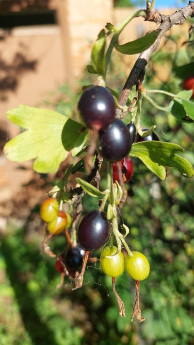 This is a close-up, eye-level, vertical photograph of a branch with several berries and leaves. The berries are a mix of dark purple and green. Some of the dark purple berries are ripe and round, while others are smaller and appear less developed. There are also several green berries on the branch, some of which have a yellowish hue. The leaves are broad and lobed, with a light green color. The branch itself is thin and brown, with a rough texture. There are fine strands of what appears to be spiderweb clinging to the branch and berries. The background is blurred, with hints of green foliage and a light-colored wall or building. The lighting suggests it is daytime, with sunlight casting shadows. No people, animals, or specific structures of Kamensk-Shakhtinsky, Russia, are discernible in this image. The focus is entirely on the plant life.