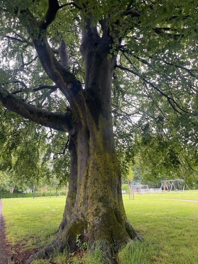 A large, ancient tree with moss-covered bark dominates the foreground of this image, which appears to be a park. The tree has a massive trunk that splits into several thick branches, creating a dense canopy of green leaves overhead. Sunlight filters through the leaves, creating dappled patterns on the ground. In the background, there is a well-maintained green lawn, a pathway, and playground equipment including swings and a climbing frame. Buildings and other trees are visible in the distance, suggesting an urban or suburban park setting. The overall impression is one of a peaceful, natural space within a populated area. There are no people visible in the image. The location is identified as Trafford, United Kingdom, a metropolitan borough within Greater Manchester.