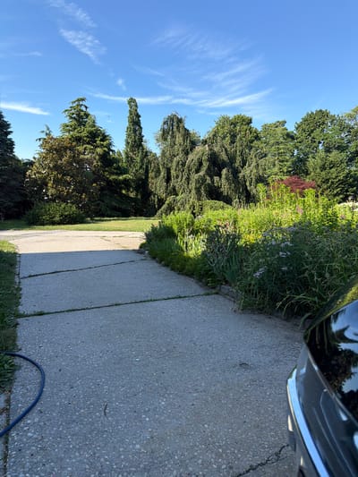 A sunlit, cracked concrete driveway leads past a lush garden and mature trees under a blue sky with wispy clouds. The driveway, paved with aggregate, shows distinct expansion joints and is bordered by green grass and a dense garden filled with various plants and flowers, including purple and pink blooms. A black car is partially visible on the right side of the frame, its chrome trim reflecting the surroundings. A blue hose lies coiled on the left side of the driveway. In the distance, a row of diverse trees, including tall evergreens and weeping varieties, creates a verdant backdrop. The scene appears to be in a suburban or rural setting, possibly a residential property in the Town of Southold, United States of America.