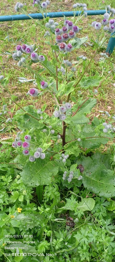 The image shows a close-up view of a burdock plant with purple flowers and immature seed heads. The plant is situated outdoors, with green grass and dry leaves visible in the background. A blue pipe runs horizontally across the upper portion of the image, and part of a green post is visible on the right. The lower part of the image displays a timestamp "2026/07/11 07:30", followed by the text "Строитель, Россия" and "Введите текст", and a logo for "TECNO POVA Neo 3". This suggests the image was taken in the city of Mozhaysk, Russia. There are no people or animals in the frame. The environment appears to be a natural or semi-natural outdoor setting.