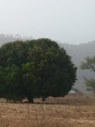 The image displays an outdoor scene in Jibam, Nigeria, under an overcast, hazy sky. The foreground is dominated by dry, light brown grassy vegetation. In the midground, a large tree with a dense, rounded canopy of dark green foliage stands centrally. Its trunk is dark and thick. Behind this primary tree, a smaller, less defined tree is partially visible to the right. Further in the midground, partially obscured by the foliage, a small structure with a light-colored roof is discernible. The background features indistinct, hazy hills or mountains that blend into the light grey sky. No people, animals, or specific actions are visible in the scene.