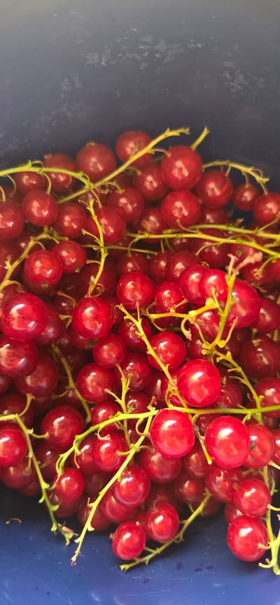 This is a close-up, overhead shot of a pile of red currants in a blue container. The red currants are ripe and glistening, with some appearing to be on their stems. The scene is well-lit, suggesting it might be daytime, and there are no indications of weather or specific time of day beyond that. The blue container provides a plain background, focusing attention on the fruit. The image does not contain any people or visible text. The location context provided is Manderbach, Germany.