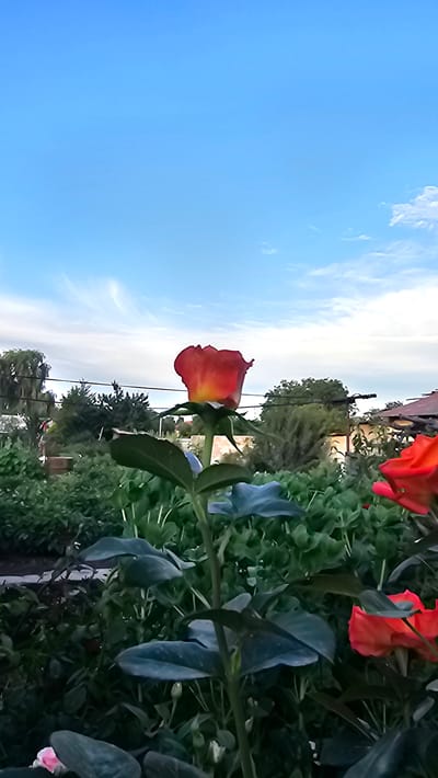 The image shows a close-up of a red rose in a garden. The rose is in full bloom, with its petals unfurled. It is positioned in the foreground, slightly to the left of the frame, and is the primary subject. Behind the rose, lush green foliage of other plants creates a dense backdrop. There are also hints of other red flowers in the upper right corner, suggesting a vibrant garden setting. The sky is a clear blue with wispy white clouds, indicating it is daytime. The scene appears to be outdoors, possibly a backyard or a park, given the presence of garden plants and what looks like a building structure and trees in the background, further away. There are no people visible in the image. The lighting suggests it's a bright, sunny day, possibly late morning or early afternoon. The image is oriented vertically, with the sky appearing on the left side of the frame and the garden on the right. The overall mood conveyed is one of natural beauty and tranquility. There is no visible text in the image. The location context provided is Panfilovo, Kazakhstan, which fits the description of a garden scene under a clear sky.