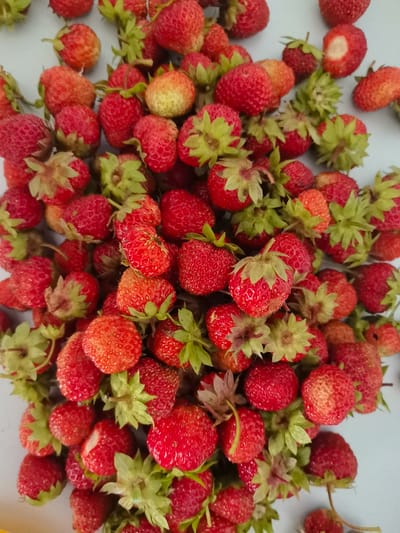 A close-up, overhead shot displays a large pile of fresh strawberries on a pale blue surface. The strawberries are predominantly red, with some exhibiting a lighter, almost orange hue, and a few are partially green near the stem. Many of the strawberries have visible green leafy caps. The lighting is natural and bright, creating subtle shadows and highlighting the texture of the berries. The image is sharp and focused on the strawberries, with the background slightly blurred. There is no indication of people or specific actions, and the scene appears to be a simple collection of fruit. The location is not discernible from the image itself.