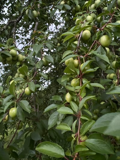 A cluster of unripe green plums hangs from a tree branch in a natural setting, likely a garden or park within Калодзежскі сельскі Савет, Belarus. The fruits are spherical and pale green, varying slightly in size and ripeness. They are attached to thin, reddish-brown stems and are surrounded by lush, green leaves. The background is filled with more foliage and branches, suggesting a dense canopy. The lighting is soft and diffused, indicating an overcast day or shade. No people or animals are visible.
