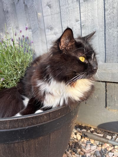 A black and white long-haired cat is sitting in a dark brown planter, partially surrounded by a lavender plant. The cat's left ear and eye are visible, along with its whiskers. The cat is looking to the right. The planter is on the ground, surrounded by small, multi-colored pebbles. In the background, a grey wooden fence is visible, with vertical planks. The scene appears to be outdoors.