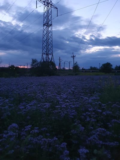 The image depicts a field of purple flowers in the foreground, with a large power line tower in the background. The sky is a deep blue, with some clouds and the last vestiges of daylight visible. The scene appears to be set at dusk. The location is identified as Novoivanivka, Ukraine. There are no people or animals visible in the image. The overall impression is one of a rural landscape at the end of the day, with industrial elements of power lines contrasting with the natural beauty of the flowers.