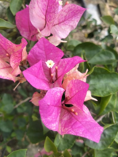 A close-up, slightly angled shot captures a cluster of vibrant pink bougainvillea flowers in bloom. The petals display a gradient of color, ranging from a deep fuchsia to a softer pink with white speckles. In the center of one of the flowers, a tiny white bloom with yellow stamen is visible, accompanied by thin, brown stamen. Dark green leaves surround the colorful bracts, some blurred in the background. The ground beneath appears to be a mix of soil and gravel, with some out-of-focus light-colored objects also present. The scene is well-lit, suggesting it was taken outdoors during the day. The image is taken at eye level, focusing on the intricate details of the flowers.