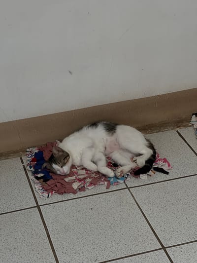 A medium shot captures a cat sleeping on a small, colorful rag rug. The cat is predominantly white with gray tabby markings on its head and back, and a black striped tail. It is curled up, resting its head on its paws, with its eyes closed. The rug is composed of strips of fabric in various colors including pink, blue, white, and red, and is placed on a tiled floor. The background shows a light-colored wall with a brown lower section, suggesting an indoor or covered outdoor setting. The scene is likely in San Juan del Sur, Nicaragua, a popular tourist town known for its beaches and relaxed atmosphere, though this specific location cannot be definitively identified without further context.