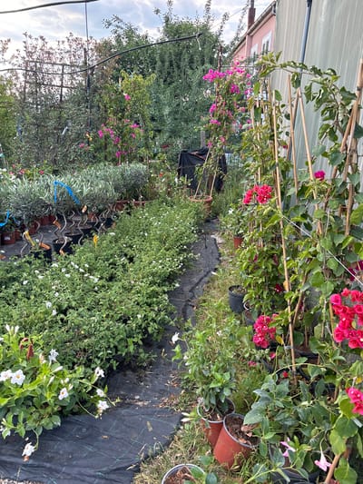 This media file shows an outdoor nursery or garden center, likely in Pelinovo, Montenegro. The scene is filled with a variety of potted plants, including flowering bougainvillea with vibrant pink and red bracts, and smaller plants with white flowers. The plants are arranged along a path covered with black landscaping fabric.
In the background, there is a building with a pink facade and a light-colored roof, suggesting it could be a house or a shop. A greenhouse structure made of translucent material and bamboo poles is also visible, providing shade and support for some of the plants. Tall green trees are present in the distance.
The time of day appears to be daytime, with natural light illuminating the scene, though the sky suggests it might be overcast or late afternoon with soft lighting. There are no people visible in the frame, and the focus is solely on the horticultural display. The overall impression is one of a tranquil, plant-filled environment, potentially a commercial nursery preparing for sales or a well-maintained garden. Some plants have labels attached, but the text is not legible. The orientation of the image is rotated.