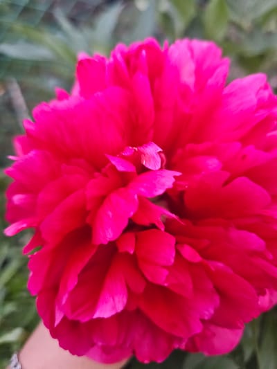 A vibrant fuchsia or magenta peony flower, characterized by numerous densely packed and ruffled petals, dominates the frame in a close-up, soft-focus shot. The flower exhibits a deep, saturated color with subtle variations in tone due to layering and natural lighting. The background is rendered in a highly blurred bokeh effect, showing indistinct green and muted grayish-green shapes consistent with out-of-focus foliage or garden elements in an outdoor setting. In the lower-left corner, a segment of a human forearm and wrist is visible, displaying fair to lightly tanned skin and wearing a silver-toned bracelet with a textured or braided design. The specific geographical location in the city of Novaya Or'ya, Russia, cannot be determined from the visual information presented in the image.