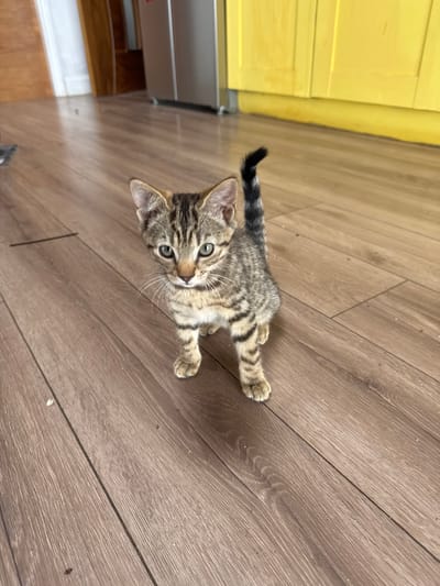 The image shows a tabby kitten standing on a wooden floor. The kitten is facing the camera with its tail held up and curved. The background is blurred but appears to be a kitchen area with yellow cabinets and a silver refrigerator. The floor is made of wooden planks with a visible grain. The lighting suggests an indoor environment, possibly in a home. There is no indication of the specific location in Gurteenlahard, Ireland.