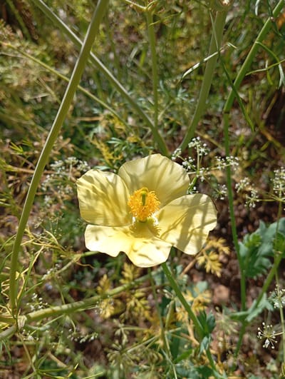A single yellow poppy is centered in the frame, surrounded by green, slender stems and foliage. Tiny white flower clusters are dispersed among the green. The ground is visible as a brown and green mix in the background. The image seems to be taken outdoors, possibly in Chinarkent, Uzbekistan, but no city-specific elements are discernable from the image. There are no people visible, and the focus is entirely on the flora.