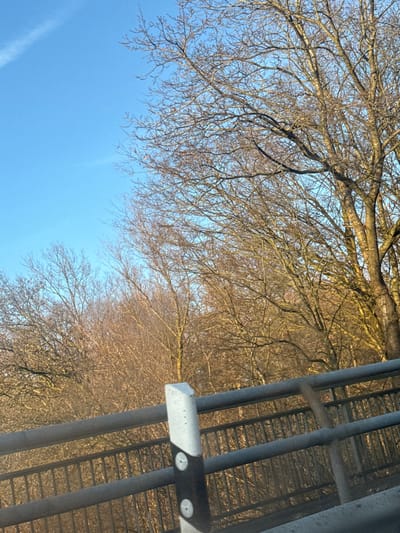 A low-angle shot features bare trees against a clear blue sky. Delicate branches intertwine in the upper left, contrasting with the stark blue. Other trees, further away, create a horizon line. A gray metal structure with vertical bars and horizontal steps partially obstructs the view on the right. The image is rotated counter-clockwise, creating a slightly disorienting perspective.