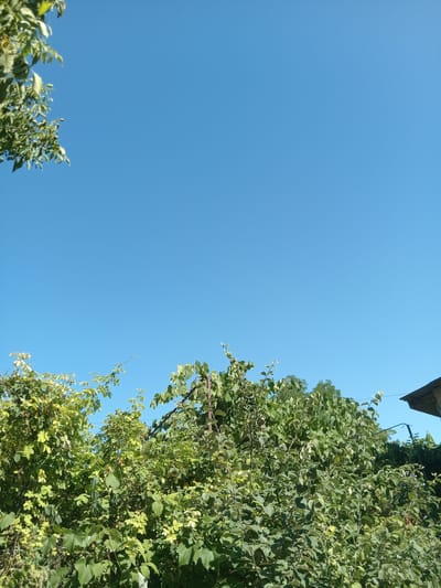 The image depicts an outdoor scene dominated by a clear blue sky. In the foreground, lush green foliage from various plants and trees fills the lower portion of the frame. Some branches extend upwards, with leaves silhouetted against the sky. On the right side of the image, a portion of a dark-colored roof structure is visible, suggesting the presence of a building. The overall impression is that of a sunny day in a vegetated area, possibly a garden or park, within Cotiujenii Mari, Moldova. No people or specific actions are evident in the photograph.
