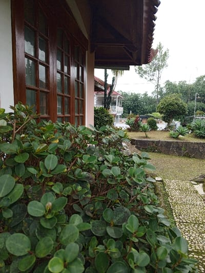 The image captures a lush garden setting. A window with a dark brown frame overlooks a dense bush with small, rounded leaves. Beyond the bush, a well-maintained lawn features a raised garden bed with various plants and a neatly trimmed tree. In the background, a two-story house with a white exterior and a red roof is partially visible. The sky is overcast. A cobblestone path borders the garden.