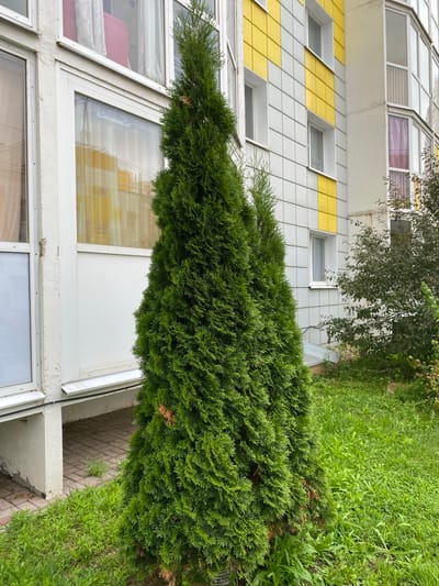 An outdoor medium shot captures two evergreen trees in the foreground, positioned to the left and center of the frame. They are situated on a patch of green grass, with some dry brown leaves visible at the base of the trees. Behind the trees, a multi-story apartment building is visible. The building features a light gray facade with alternating vertical yellow panels. Numerous windows, some with curtains visible, punctuate the building's exterior. To the right of the apartment building, another evergreen tree with dark foliage is present. The ground in front of the building is paved with red bricks. The scene appears to be a residential area in Goluboye, Russia, likely during daytime, given the ambient light.