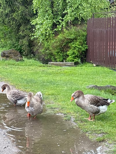 The image depicts a grassy area in Ulyanovka, Russia, where three gray geese are present. One goose is standing on the grass near a puddle, while two others are in the puddle. The puddle reflects one of the geese. The background includes a wooden fence, trees, and foliage.